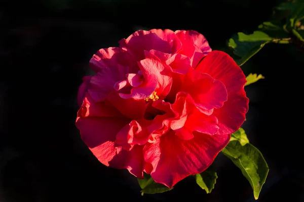 Hermosa Flor Roja Hibisco Doble Con Fondo Azul Oscuro —  Fotos de Stock