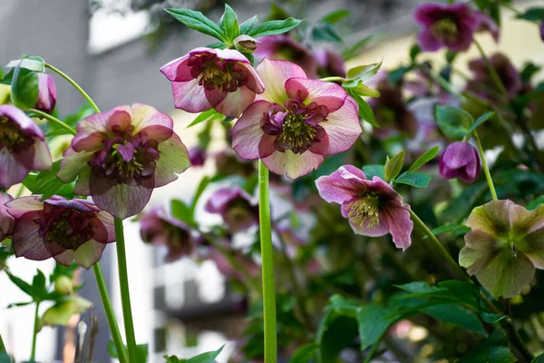 Hybrid Hellebore Helleborus Hybridus Фиолетовый Цвет — стоковое фото