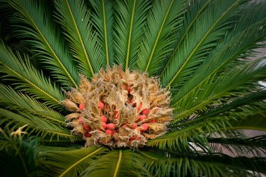 Cycad (cycas revoluta) çiçek ve meyve
