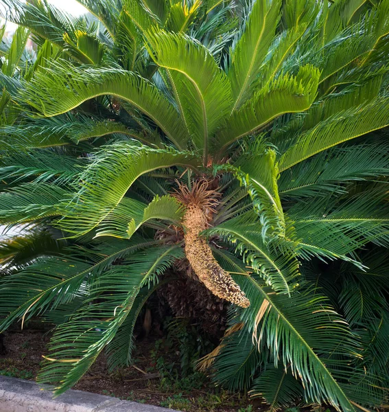 Cycad Cycas Revoluta Mannelijke Bloem — Stockfoto