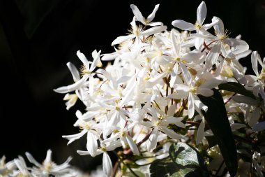 Beyaz klematis armandii çiçek açmış, Grasse 'de koyu arkaplan, Fransız rivierası