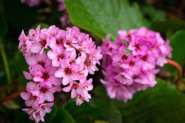 Pembe Bergenia kordifolisi çiçekleri ve yeşil yapraklar ve Fransa 'nın güneyinde ilkbaharda yakın plan yağmur damlaları.