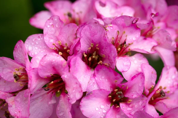 Różowe Bergenia Cordifolia Kwiaty Krople Deszczu Zbliżenie — Zdjęcie stockowe
