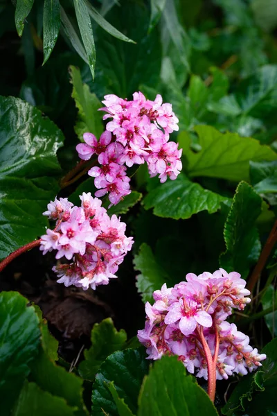 Różowy Bergenia Cordifolia Kwiaty Zielone Liście Krople Deszczu Zbliżenie Wiosną — Zdjęcie stockowe