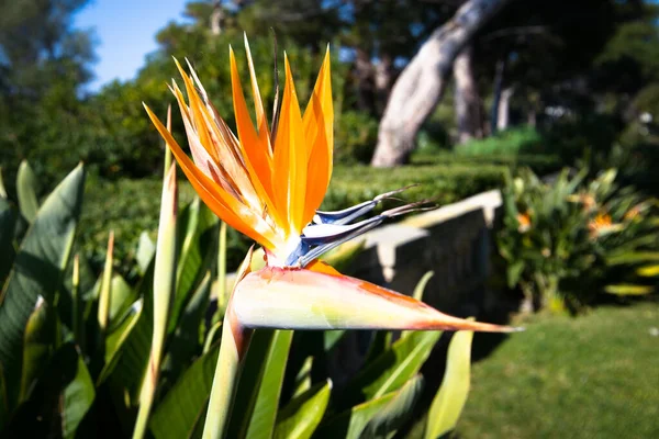 Strelitzia Bird Paradise Bloom South France Royalty Free Stock Images