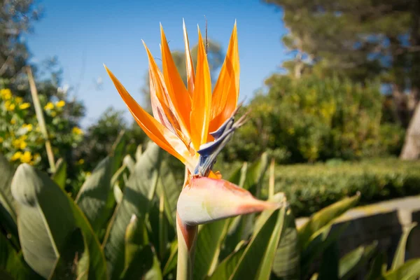 Strelitzia Bird Paradise Bloom South France Royalty Free Stock Images