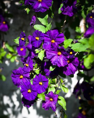 Solanum rantonnetii, çiçek açmış mavi patates çalısı