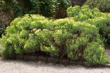 Santolina chamaecyparissus Fransa 'nın güneyinde çiçek açan çiçek tarhı