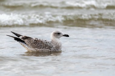 Ringa martı, Larus argentatus
