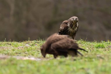 Sıradan akbaba, akbaba Buteo buteo