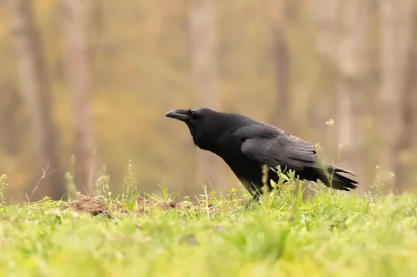 Společné Havran Havran Corvus Corax — Stock fotografie