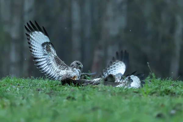 Vanlig Vråk Vråk Buteo Buteo — Stockfoto