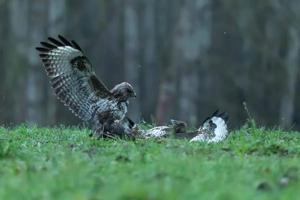 Sıradan Akbaba Akbaba Buteo Buteo — Stok fotoğraf