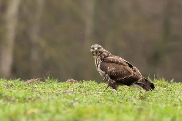 Běžný Krkavec Krkavec Buteo Ale — Stock fotografie