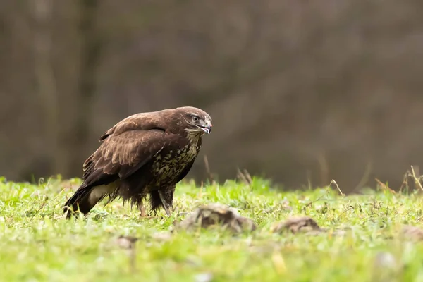 Mäusebussard Mäusebussard — Stockfoto