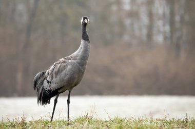 Gölde siyah başlı martı