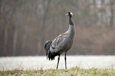 a closeup shot of a white-billed stork on a meadow