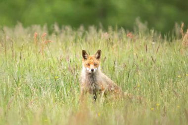 cute fox in the grass
