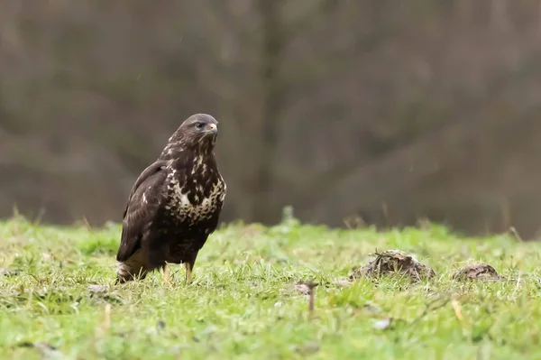 Large Buzzard Standing Branch Forest — Fotografia de Stock