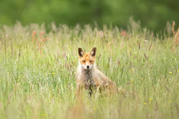 cute fox in the grass