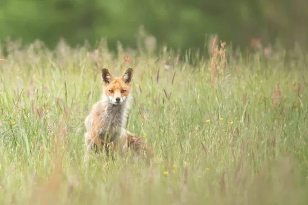 草丛中的红狐狸 — 图库照片