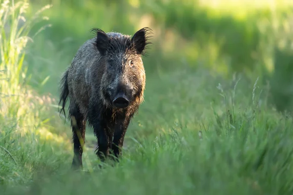 a closeup shot of a brown-haired black-white-tailed animal