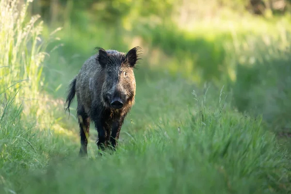 a closeup shot of a young wild african american male