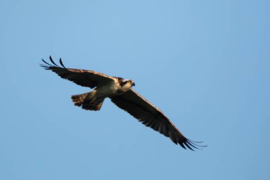 bird wings on blue sky background
