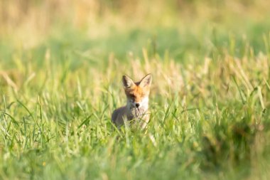 fox in the grass on a meadow