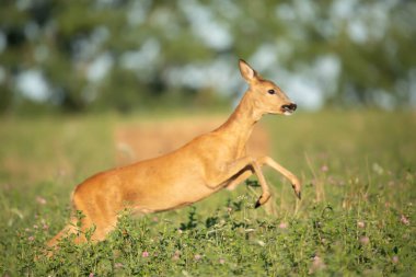 Tarlada yumurta geyiği