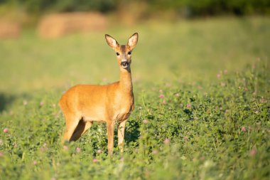 Çimlerde yumurta geyiği