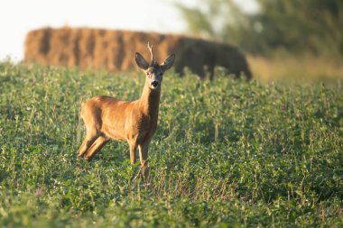 Kenya bozkırında beyaz kuyruklu geyik.