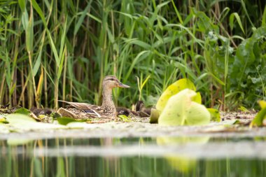 beautiful white duck swimming and looking for the water.