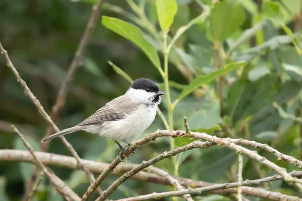 Bird Wild Nature Fauna — Stockfoto