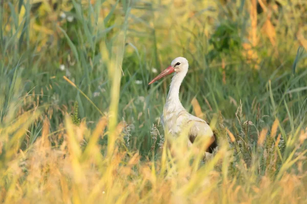 White Stork Grass — Stock Photo, Image