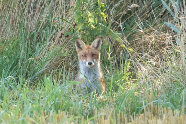 Lis Pospolity Vulpes Vulpes — Fotografia de Stock