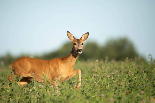 Beautiful Wild Roe Deer Forest Nature Background — Stock fotografie