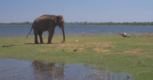 Närbild av elefanter i en Udawalawe nationalpark i Sri Lanka — Stockvideo