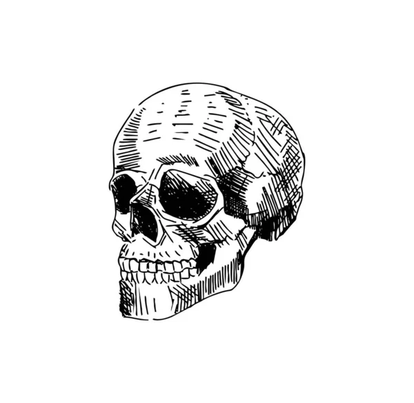 Scull Hand Drawing Isolated Skeleton Head Vector Illustration — Stok Vektör