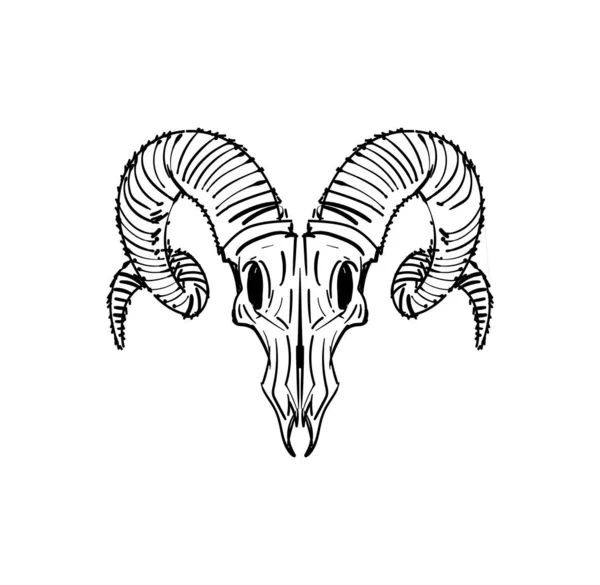Goat Skull Hand Drawing Goat Head Skeleton Vector Illustration — 图库矢量图片