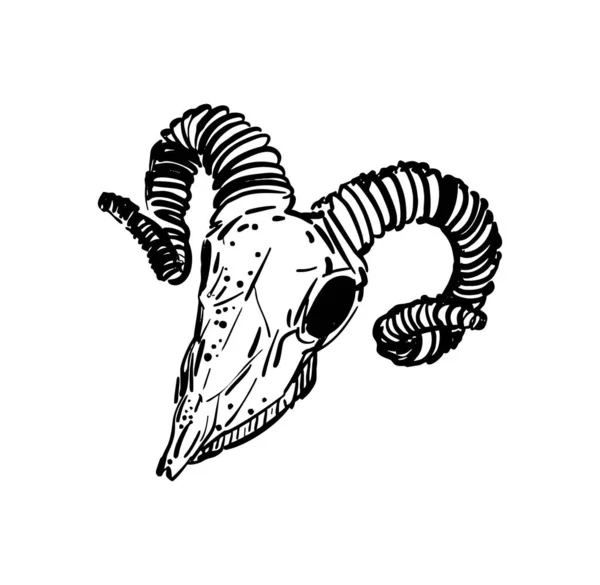 Goat Skull Hand Drawing Goat Head Skeleton Vector Illustration — 图库矢量图片