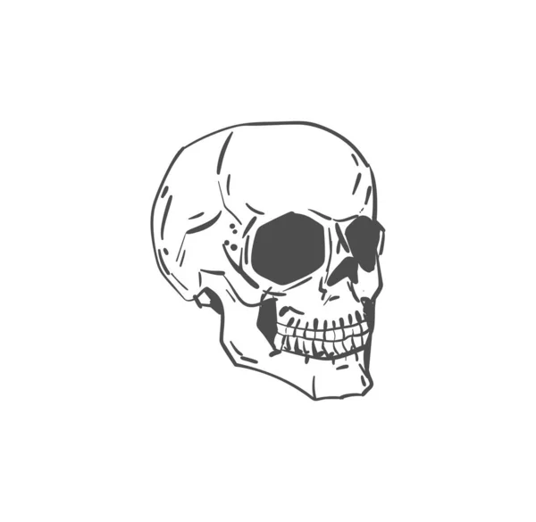 Scull Hand Drawing Isolated Skeleton Head Vector Illustration —  Vetores de Stock