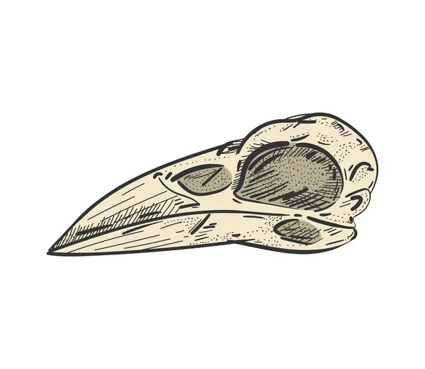 Raven Skull Geïsoleerd Raven Hoofd Skelet Vectorillustratie — Stockvector