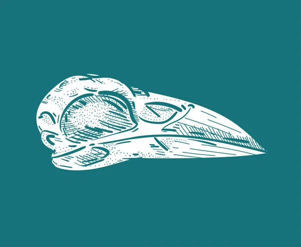 Cráneo Cuervo Aislado Esqueleto Cabeza Cuervo Ilustración Vectorial — Vector de stock