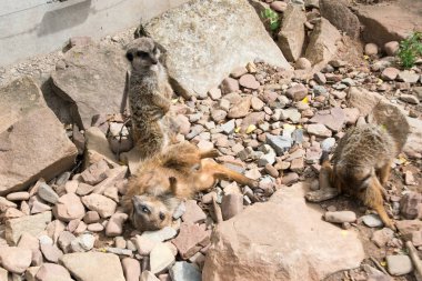Ein Erdmnnchen ist am schauen und Chillen