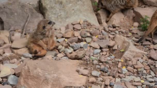 Ein Erdmaenchen Tierpark — Video Stock