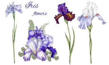 Hoş süsler seti, Iris çiçek tasarımı unsurları, düğün davetiyesi süsleme masası unsurları, mavi, beyaz ve mor süsen çiçekleri.