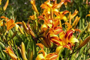 Yaz bahçesinde portakal zambakları