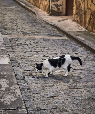 Siyah beyaz kedi, fare avlıyor.