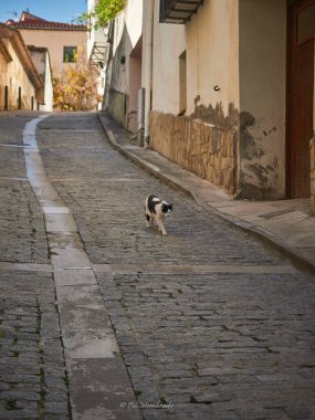 Eski şehrin caddesinde yürüyen siyah beyaz kedi